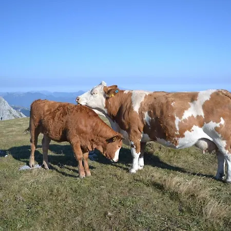 Hotell Oberer Gesslbauer 3*